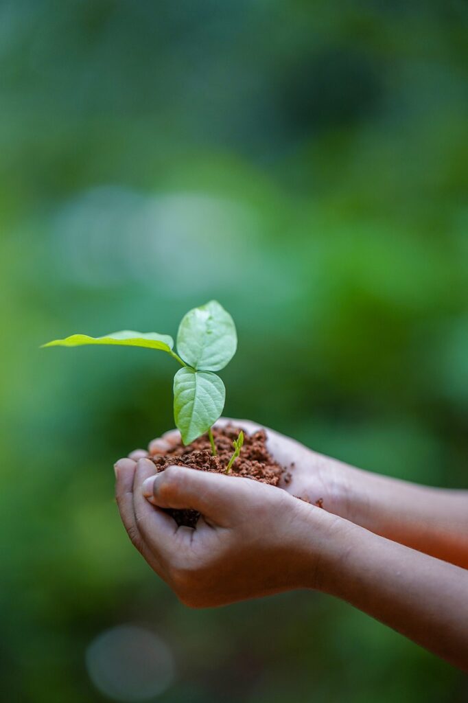 hands, soil, plant-5618237.jpg