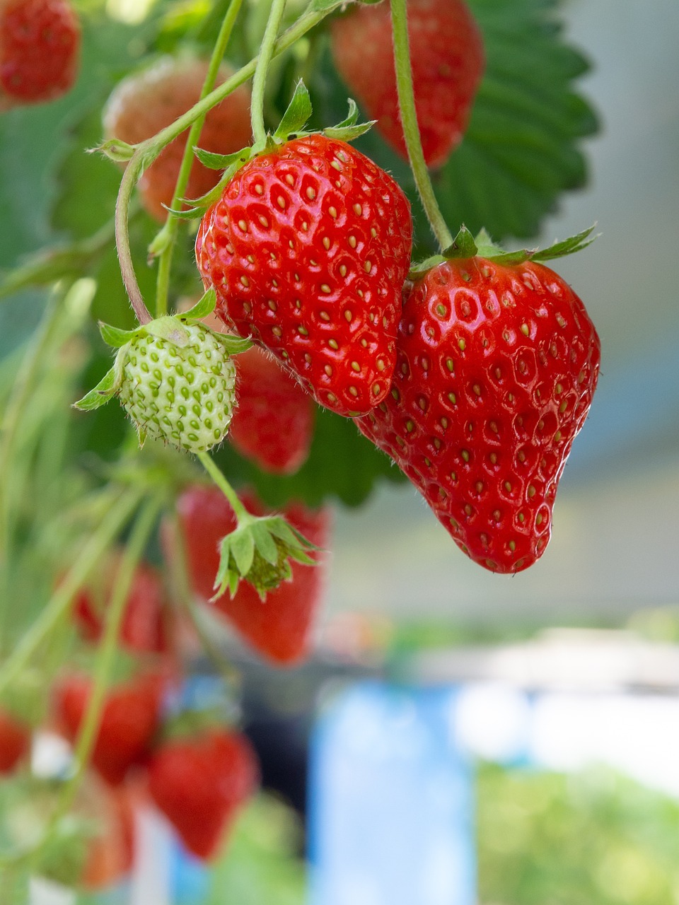strawberry, red, strawberry picking-3977242.jpg
